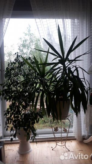 Комнатные большие растения/цветы