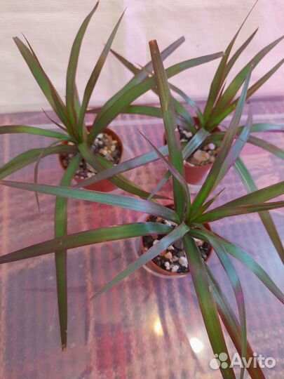 Домашние растения