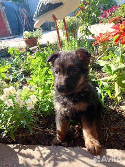 Щенки немецкой овчарки