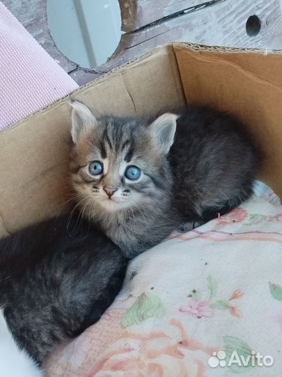 Котята в хорошие руки. 2 девочки
