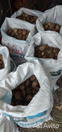 Продам картофель на корм скоту