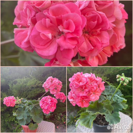 Пеларгония сортовая коллекционная