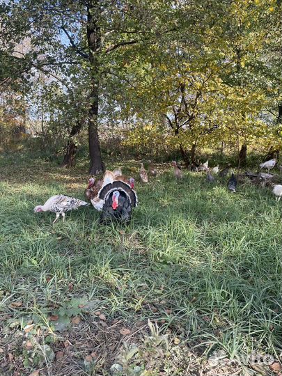 Индюки индюшки