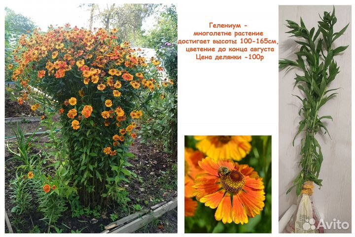 Садовые многолетники