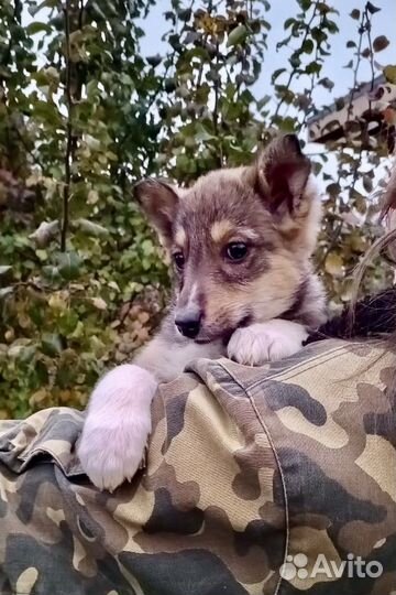 Щенок в добрые руки бесплатно