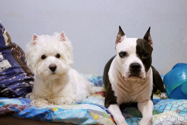 Гостиница для собак + груминг/экспресс линька