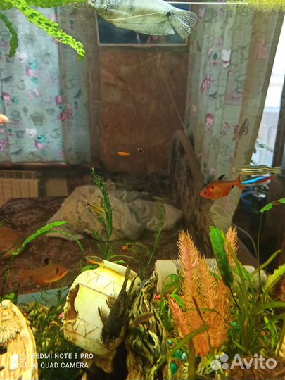 Меченосцы тигровые, гурами