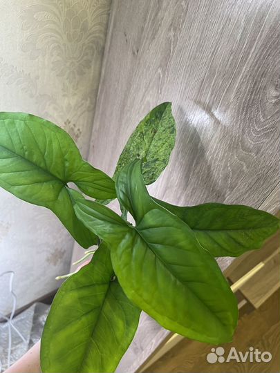 Сингониум моттлед