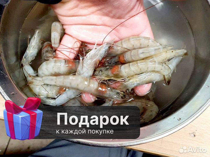 10 кг оптовые поставки Креветки все размеры, оптом