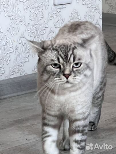 Британец на вязку