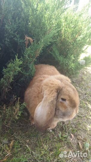 Кролик Баран