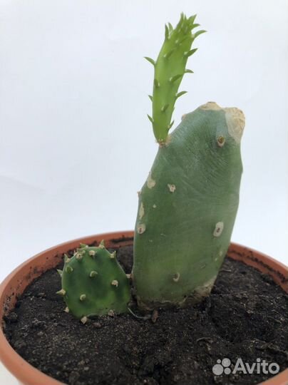 Кактус опунция