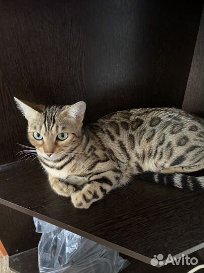 Бенгальская