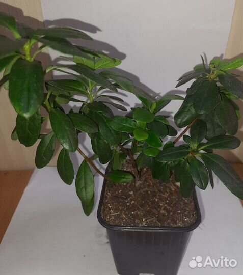 Продам цветы комнатные азалия