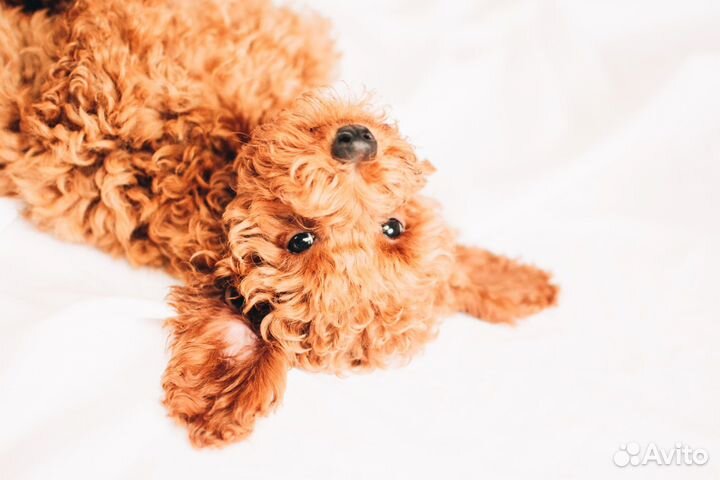 Той-пудель щенки