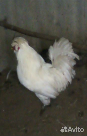 Фазаны, куры и инкубационное яйцо