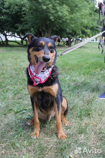 Собака Чарли в поисках дома