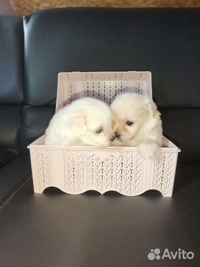 Мальтипу мини