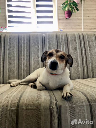 Маленькая собачка Мия 2 года