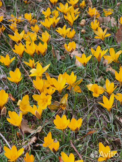 Крокус весенний Фускотинктус 20шт