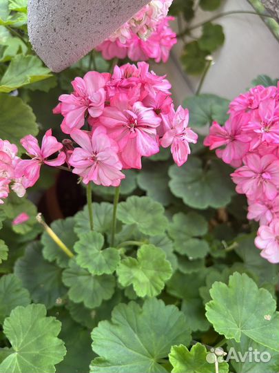 Пеларгония герань розебудка белый снег