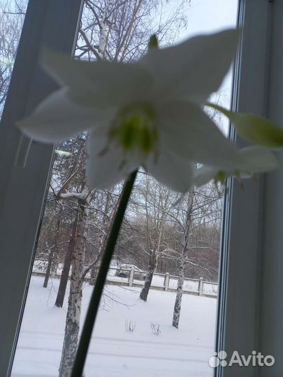 Эухарис (Амазонская лилия)