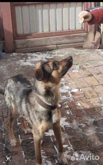 Собака