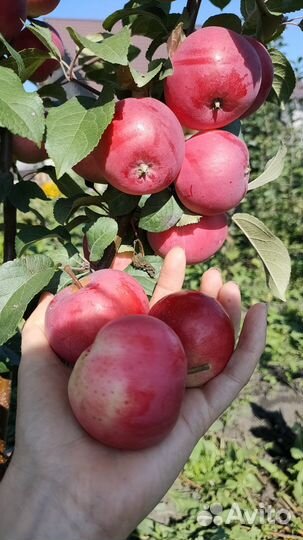 Саженцы Яблони окс