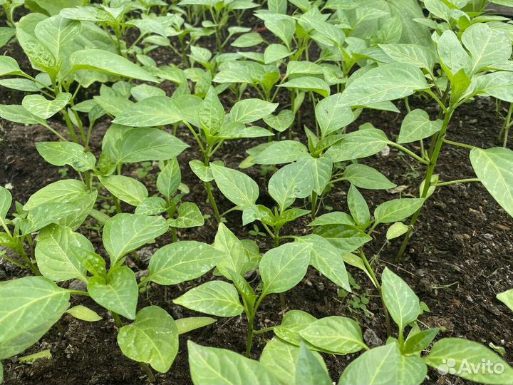 Рассада Перцев