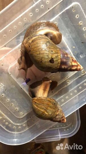 Улитки ахатины