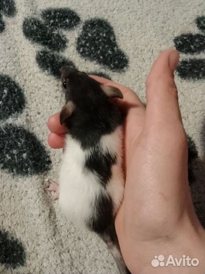 Крыса дамбо