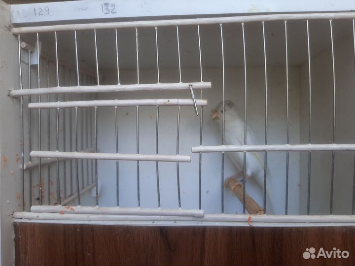 Кенара и канарейки