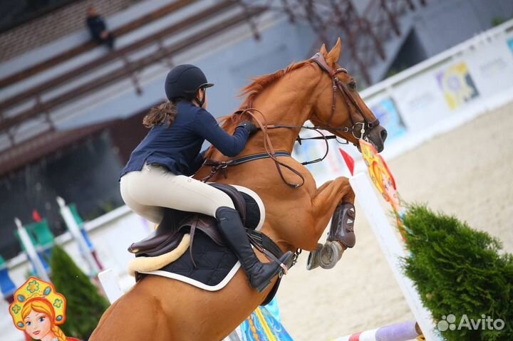 Конкурный Мерин на продажу