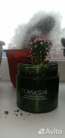 Кактусы микс