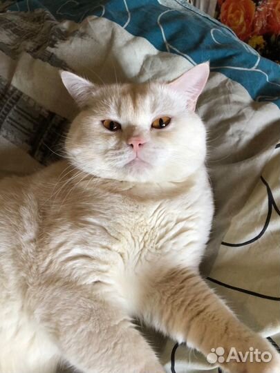 Шотландец вязка