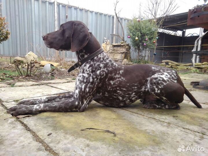 Курцхаар кобель вязка