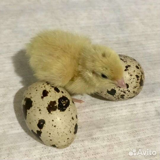 Перепел техасский