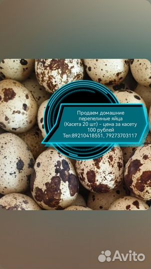 Продаем перепелиные яйца, касета 20шт