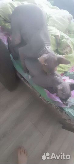 Канадский сфинкс