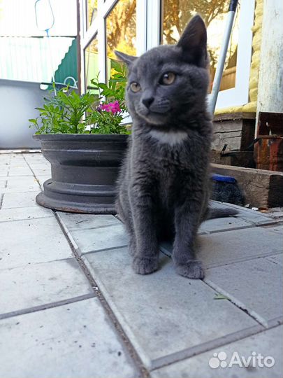 Кот