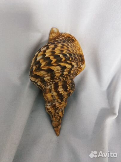 Морская раковина Харония Тритонис 26 см + коралл