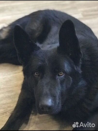 Щенки немецкой овчарки