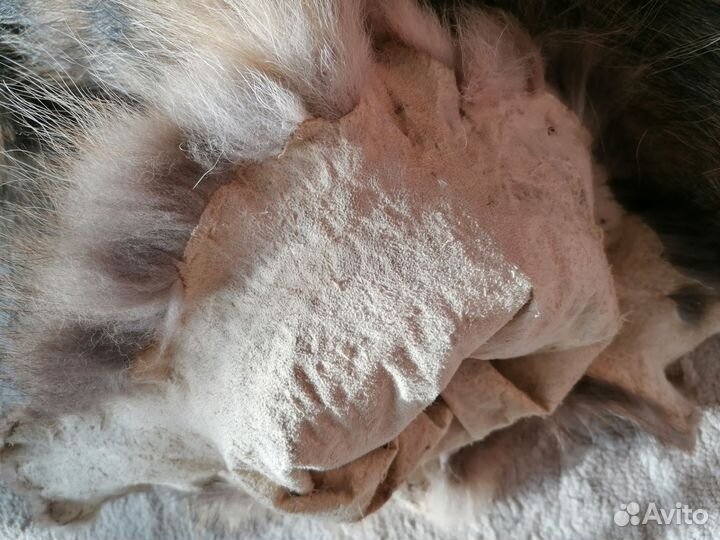 Шкурка животного барсука