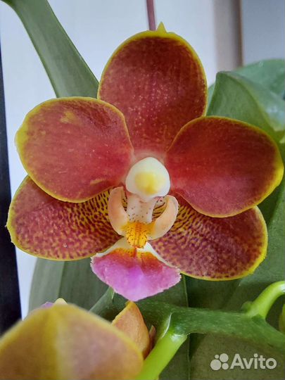 Орхидея фаленопсис мультифлора Арома