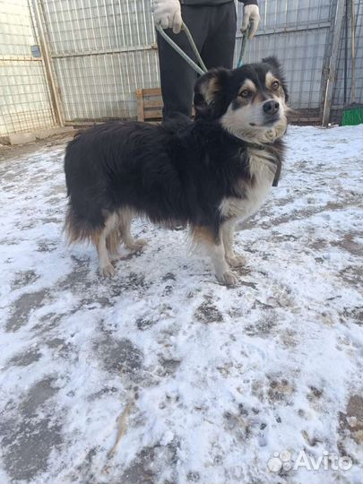 Собака в добрые руки отдам бесплатно