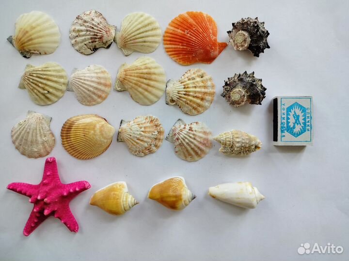 Ракушки морские для аквариума