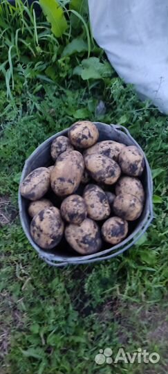 Продам картофель