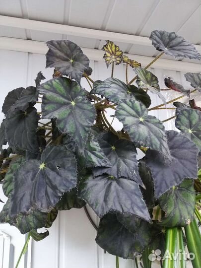 Бегония декоративно лиственная