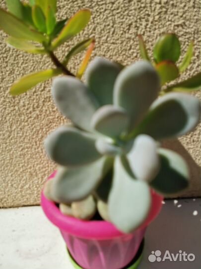 Пахифитум, красула