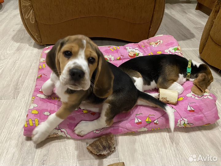 Щенки бигль